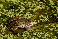 Rana synklepton esculenta (Rana verde)